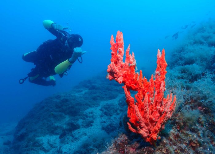 Diving outdoor activities Red Coral Split